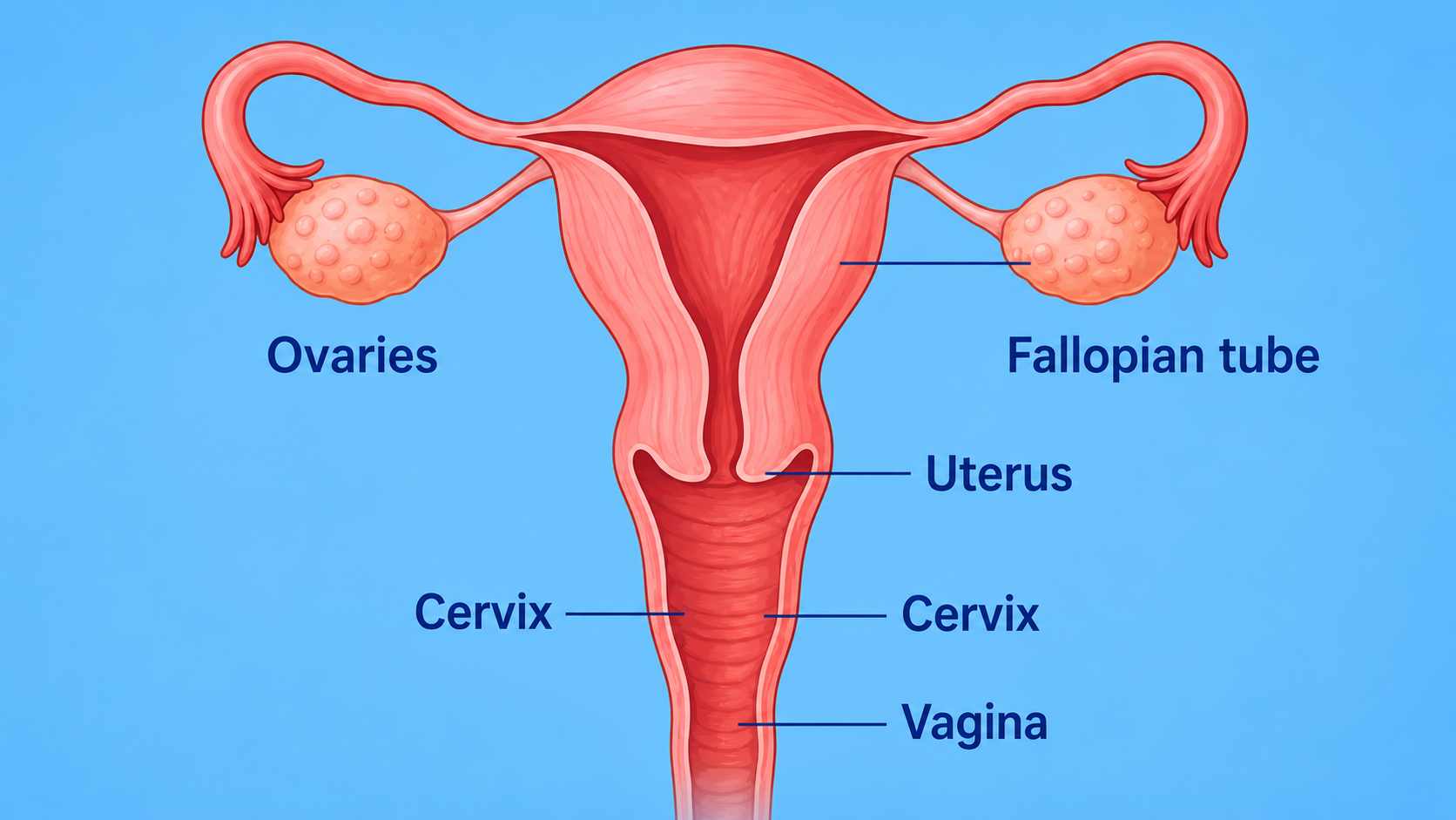Gynaecology